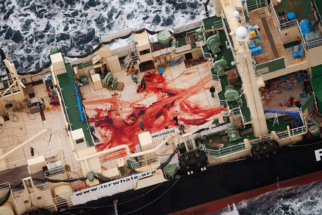反捕鲸团体称日本在海洋保护区内捕杀4条鲸...
