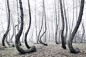 The Crooked Forest : The so-called "Crooked Forest" is one of the most unusual forests in Central Europe. Not far from the Polish-German border this pine grove still preserves the secret about its origin. 