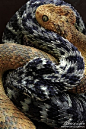 我觉得树蝰#Bush viper#这种蛇挺适合做龙的原型设定参考#snake##dragon#