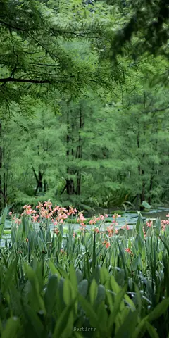 欢愉且胜意，万事皆可期   #风景手机壁纸