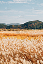 韩国庆州秋天干燥的芦苇田