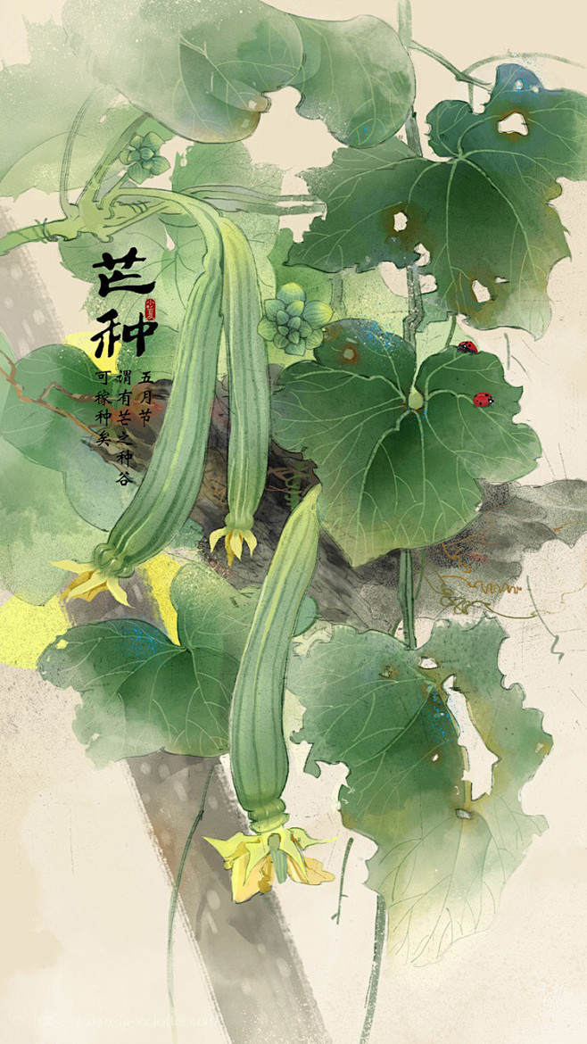 芒种-小夏