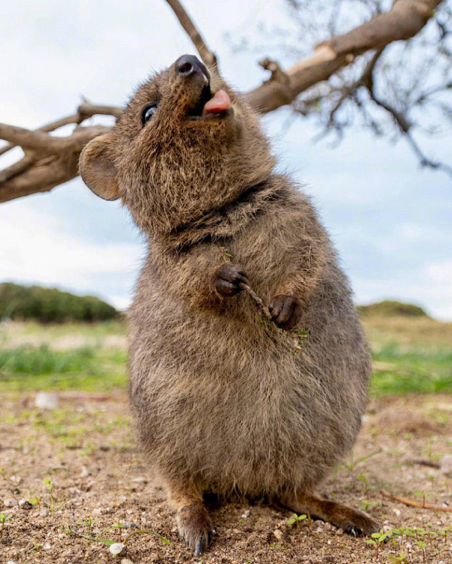 “世界上最快乐的动物”——短尾矮袋鼠