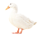 白鸭png