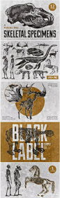 源文件 - 人类动物骨骼标本复古矢量图形套装（ESP,PNG）_生活插画_素材下载-乐分享素材网