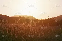 Cogon玻璃，草花或狼尾草与日出背景。美丽的草花在晨曦的路边。草花在早晨盛开。自然背景的概念