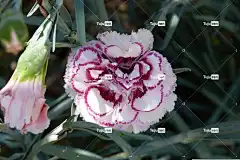 石竹 花壁纸 康乃馨 花卉背景 美丽的花朵 花 自然 花园 夏天