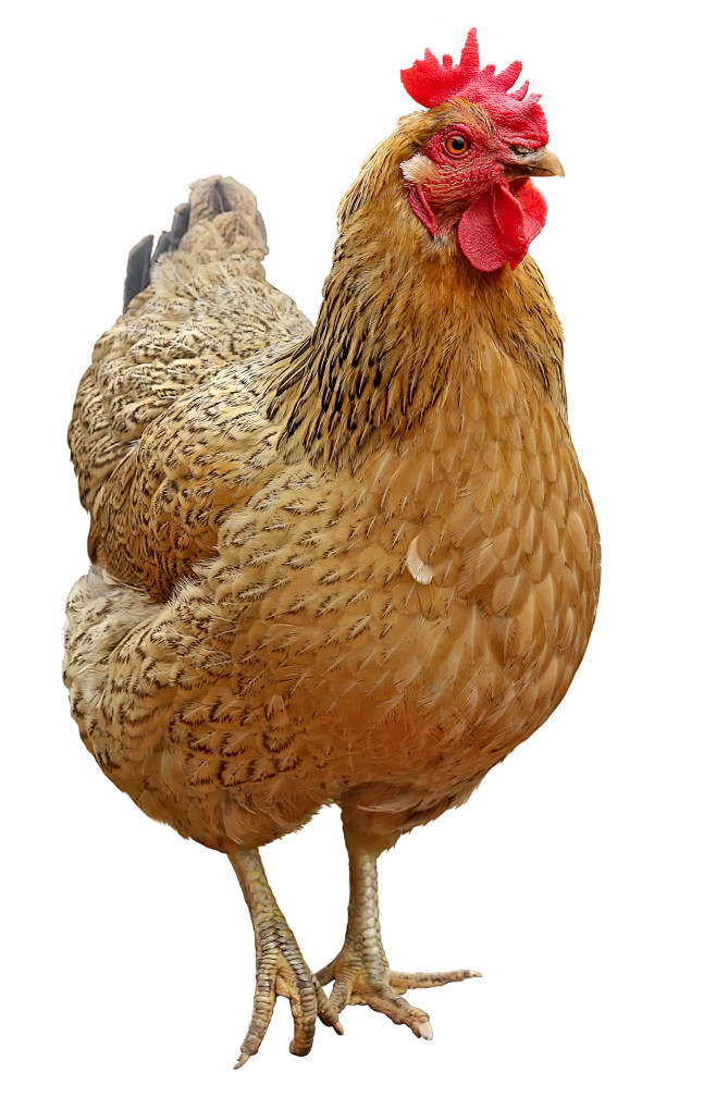 母鸡高清素材
