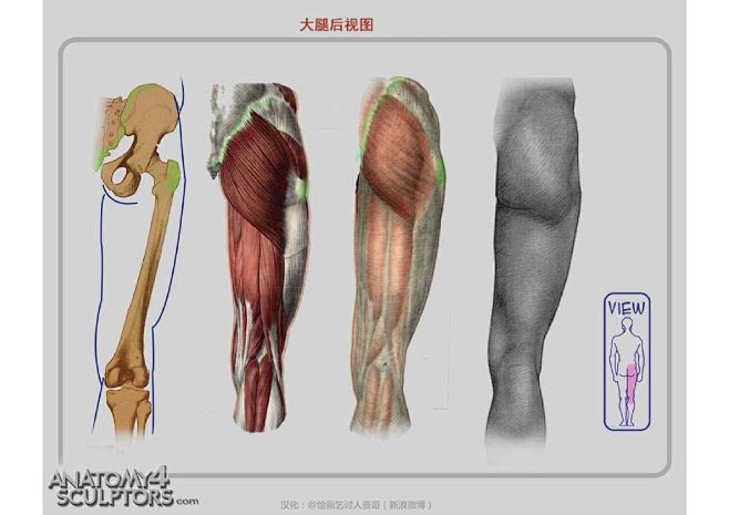 迈克尔汉普顿人体结构-腿部肌肉