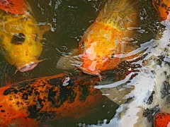 可爱的鲤鱼高清壁纸桌面壁纸3