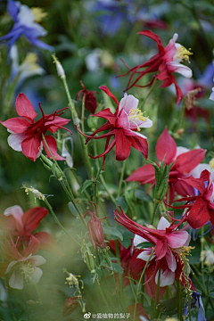 Amaranth2003采集到耧斗菜 Aquilegia