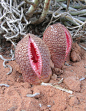 非洲白鹭花 Hydnora africana 生长在纳米比亚西南部和南非北部海角等少数几个地区，属于大戟属植物。