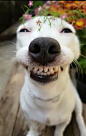 狗子，嘻嘻嘻嘻