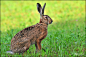 Brown hare by Uros Poteko