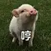 肥猪猪表情包_肥猪猪表情包下载_肥猪猪动态gif表情图-4399聊天表情包大全