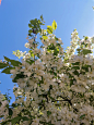 花 白花 海棠花 天空