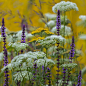 Silver Gilt Award Winner | The Garden Builders