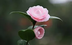 名花欣赏-山茶花壁纸（2560x1600）