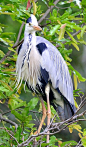 This is the first bird I drew for art class in the 8th grade. It didn't end up looking like this. It looked more like a flamingo.  Blue Heron