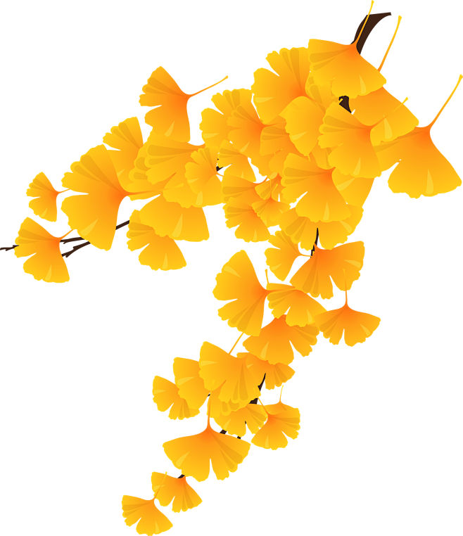 秋天的金黄色银杏叶(2091x2421)