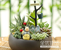 花_未央采集到家居 多肉植物