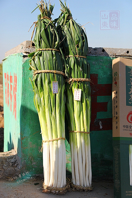 品味山东1章丘比人还高的大葱比鲍鱼还美味的鲍芹