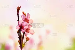 美丽的春天花卉抽象的自然背景。浅粉色天空背景上盛开的桃花枝。为复活节和春天的贺卡副本空间