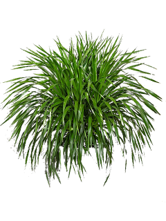 小馋ZO采集到植物素材