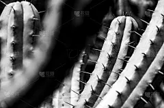圣佩德罗仙人掌_5219936395
