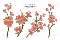 花卉装饰素描集。樱花画。复古线条艺术孤立在白色背景上。手绘植物图。元素的向量。