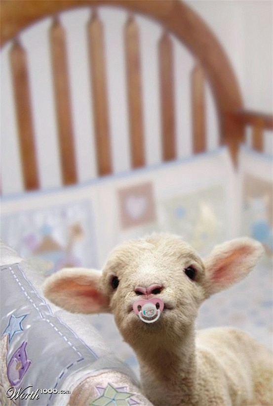 Cute baby lamb!