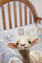 Cute baby lamb!