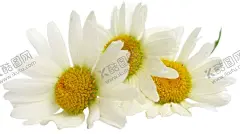 小白菊 【酷图网】小白菊,手绘鲜花,手绘花朵,鲜花,花,花朵,花卉,绿植,花草树木,盆栽,绿叶,绿草,树叶