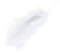 鹅毛6