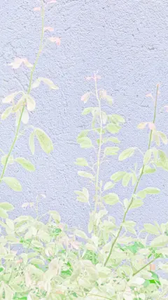 Flower。 - 堆糖，美图壁纸兴趣社区