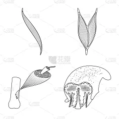 健美身材,纤维,符号,健康保健,运动,三角肌,肌动蛋白,设计,布置,改进