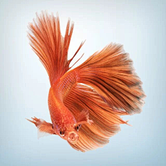 Sapphok采集到鱼