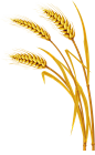 小麦  植物