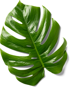 等风来717采集到植物-素材