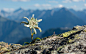 Edelweiss: 2 thousand results found on Yandex Images