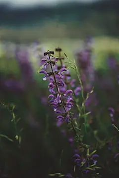 薰衣草高清摄影素材
