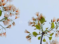江岸野蕊采集到桐花