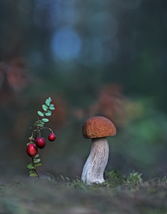 白熊公子采集到植物