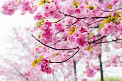 Cherry blossoms of 
Ueno Park, Tokyo, Japan.  prunus kanzan (synonymous with ‘Kwanzan’ and ‘Sekiyama’) is a double flowered Japanese flowering cherry that is noted for its profuse and showy spring bloom.