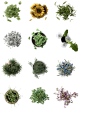 彩平植物
