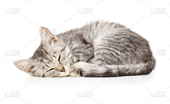 onetagain采集到猫