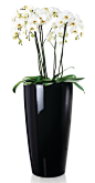 Correze comtemporary sleek black planter with orchid display: 