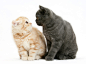 High-Res Stock Photography: Grey kitten and ginger kitten