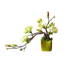 SaiWong采集到木本植物&盆栽