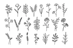 图源免费EPS文件 |简约涂鸦花朵分支。植物装饰叶子，简单手绘花卉集合。矢量隔离集